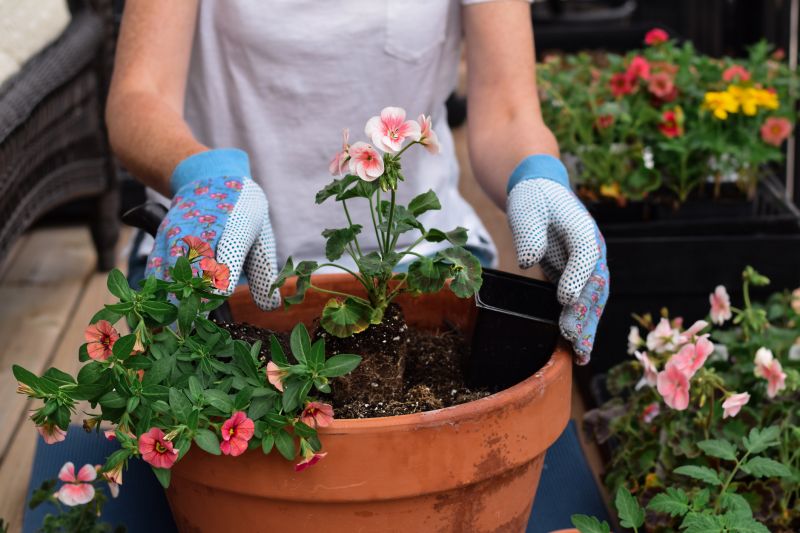 Hydrangea Planting in Ventura County, CA